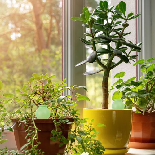 Arrosage Vert En Terre Cuite En Lot De 4