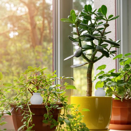 Arrosage Gris En Terre Cuite En Lot De 4