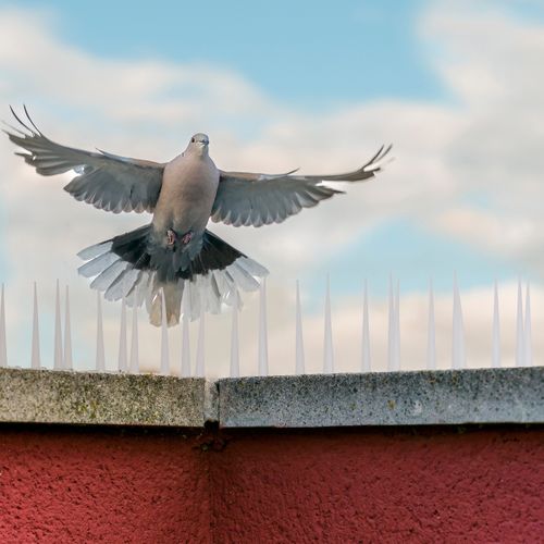 Pics Anti Pigeons 4 Plaques