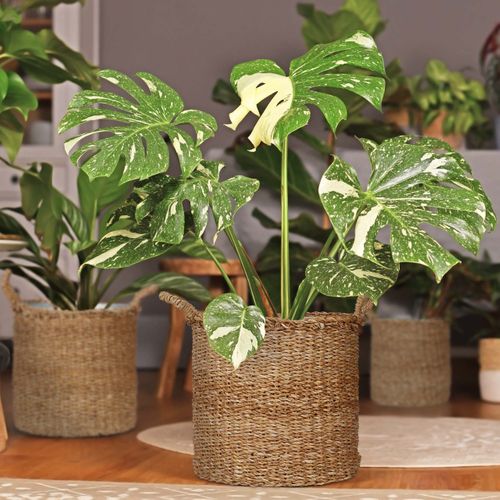 Pot De Fleur Rond En Zostère Lot De 3