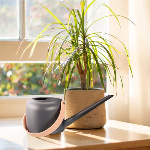 Arrosoir 1,7 L Plantes D’intérieur