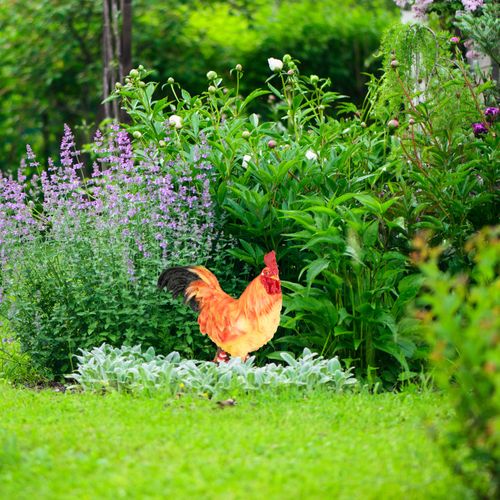 Superbe Coq En Polyrésine
