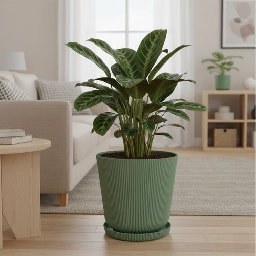 Lot De Deux Pots Avec Soucoupes