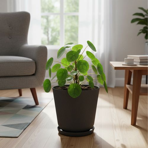 Lot De Deux Pots Avec Soucoupes