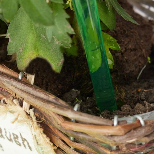 Globes D’arrosage En Plastique Lot De 4