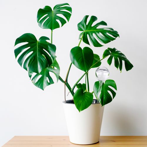 9x Bulles D’arrosage Pour Vos Plantes