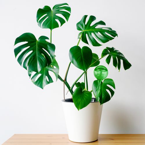 6x Bulles D’arrosage Pour Vos Plantes