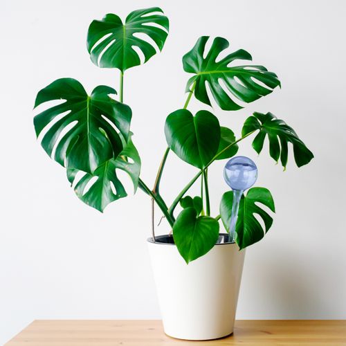 5x Bulles D’arrosage Pour Vos Plantes