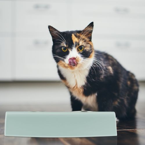 2x Supports Surélevés Double Gamelle