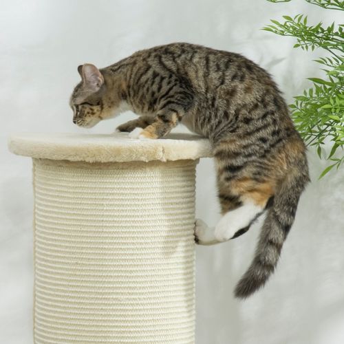 Griffoir D'angle Pour Chat 35 X 35 X 85 Cm En Bois Et Sisal Naturel, Design Compact Couleur Crème