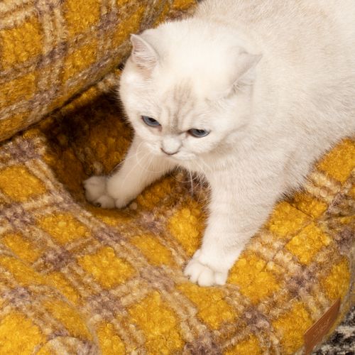 Canapé-lit Pour Animaux De Compagnie à Motif Pied-de-poule, Style Ouvert, Pour Chat/chien, Moelleux