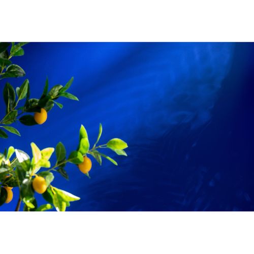 Plante Artificielle En Pot "citronnier" 130cm Vert