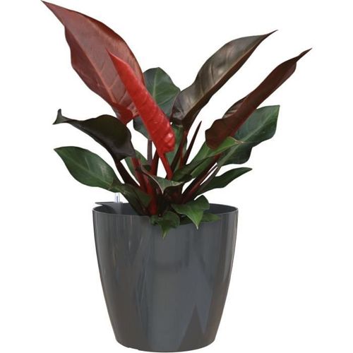 Pot San Remo Autoarrosage 30 Cm Anthracite 30x30xh27, 3 Cm  0, 82l