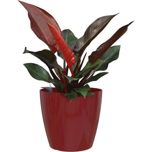 Pot San Remo Autoarrosage 36 Cm Rouge Foncé 36x36xh33, 5 Cm  1, 44l