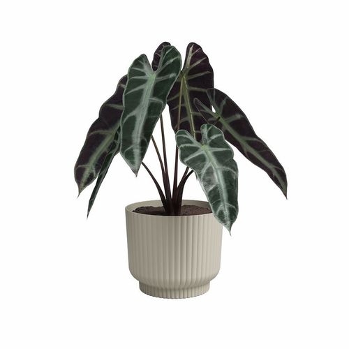 Pot De Fleur - Miami Wavy - 30 Cm - 13 L - Creme