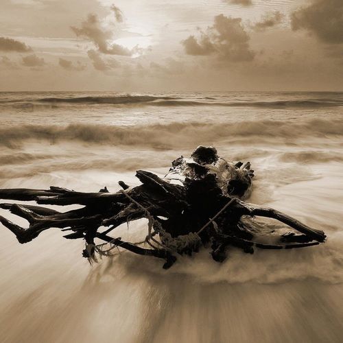 Tableau Branche De Bois Au Bord De La Mer 1 120 X 80 Cm Marron