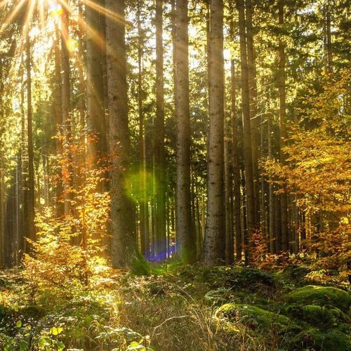 Tableau Bois Soleil Dans La Forêt 120 X 80 Cm Vert