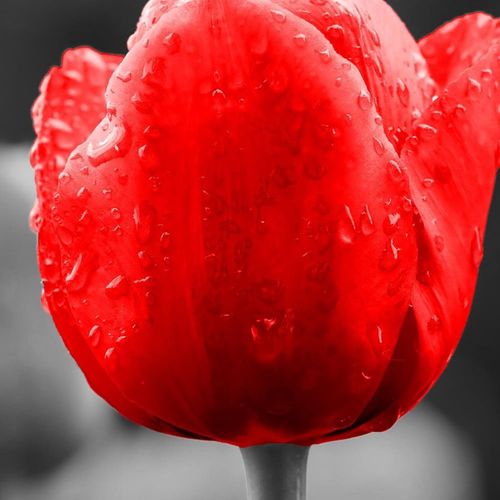 Tableau Bois Tulipe En Rouge 40 X 40 Cm Rouge