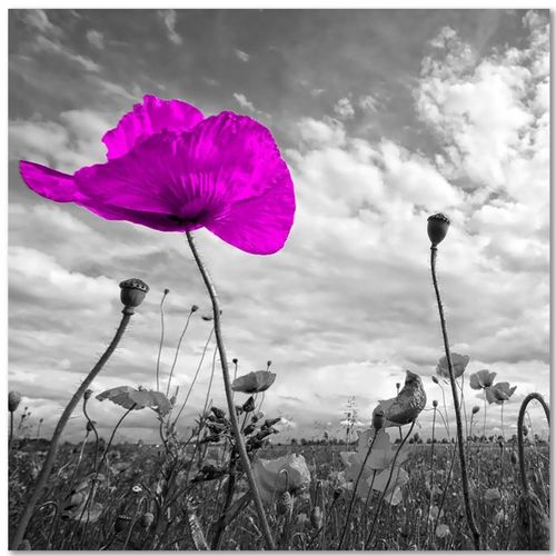 Tableau Coquelicot Violet 80 X 80 Cm Violet