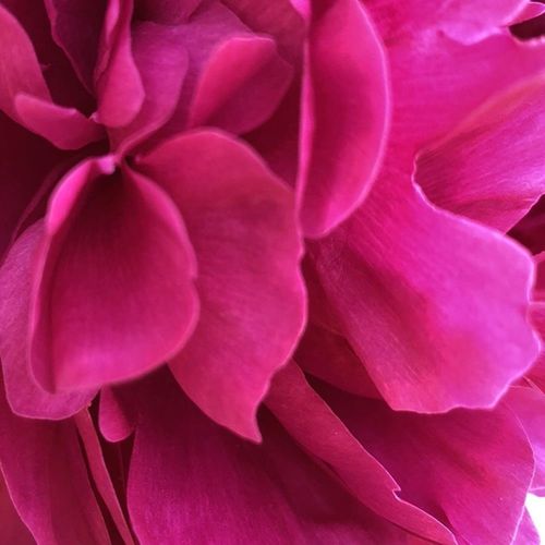 Tableau Pivoine Rose 40 X 60 Cm Rose