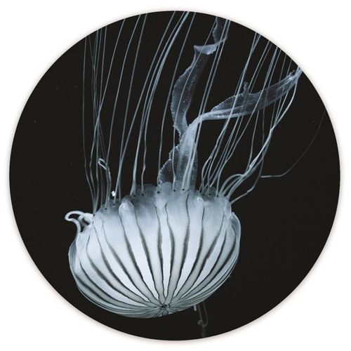 Tableau Méduse Blanche Bois 80 X 80 Cm Blanc