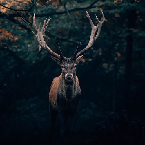 Tableau Bois De Cerf Dans Les Buissons 40 X 60 Cm Marron