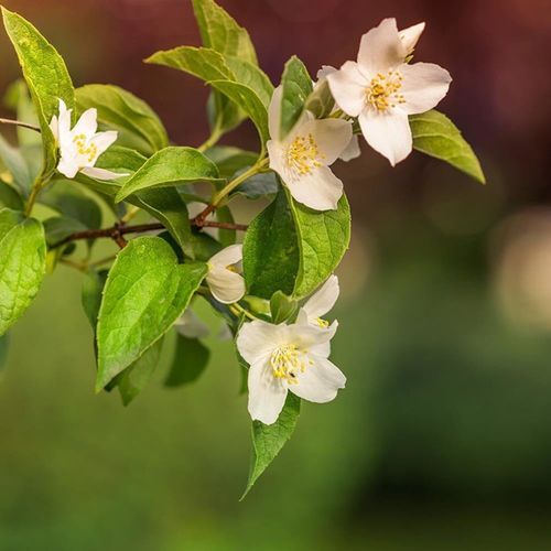 Tableau Bois Fleurs De Jasmin 40 X 60 Cm Vert