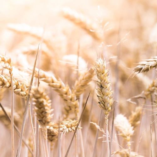 Tableau Bois Grain Au Soleil 60 X 40 Cm Beige