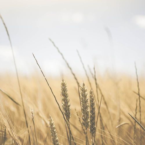 Tableau Maïs Au Soleil 3 120 X 80 Cm Beige