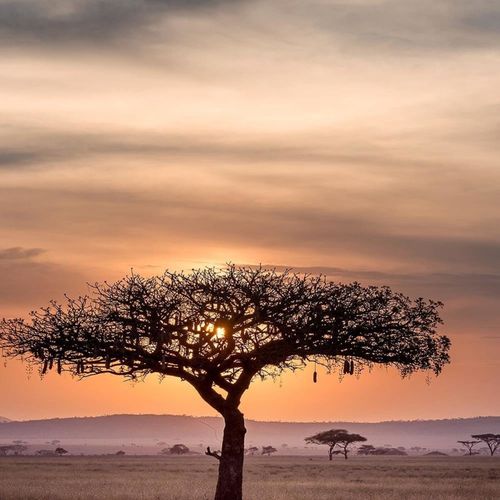 Tableau Bois Arbre Savane 120 X 80 Cm Orange