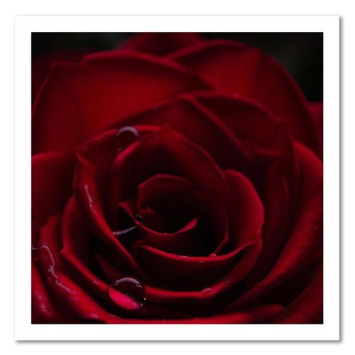 Tableau Rose Rouge 40 X 40 Cm Rouge