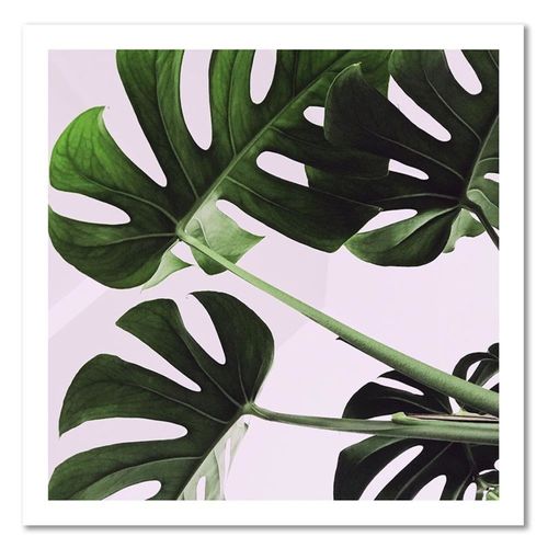 Tableau Feuilles Exotiques Monstera 1 90 X 90 Cm Vert