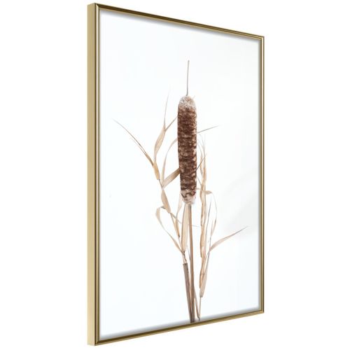 Affiche Murale Encadrée "typha" 40 X 60 Cm Doré