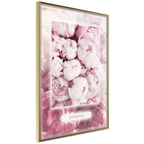 Affiche Murale Encadrée "scent Of Peonies" 40 X 60 Cm Doré