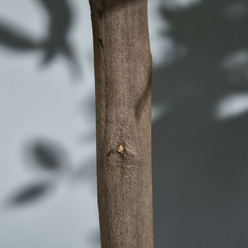 Set De 2 Faux Laurier, 90 Cm, Plantes En Plastique, Pot En Ciment, Plantes D'intérieur, Vert