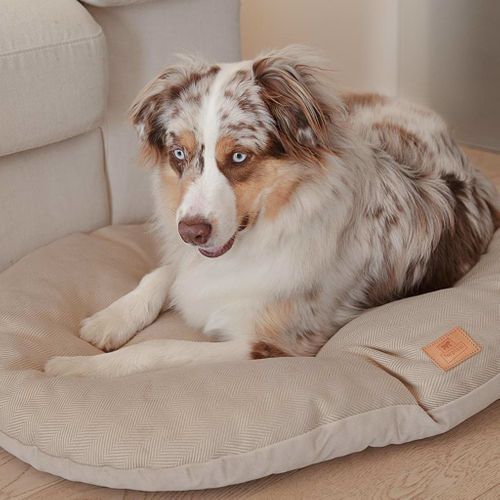 Coussin Pour Chien Et Chat Stuart 65/6 Beige