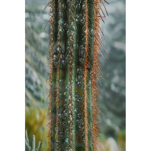 Impression Sur Toile Avec Cadre Cactus, Bois, Multicouleur, 60x4x90 Cm