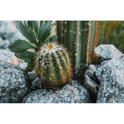 Impression Sur Toile Avec Cadre Cactus, Bois, Multicouleur, 60x4x90 Cm