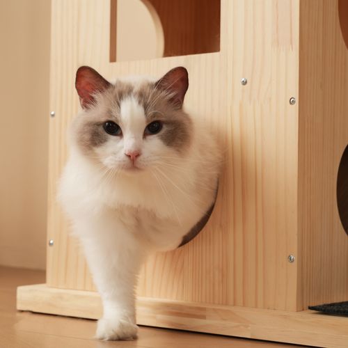 Arbre à Chat Hauteur 152 Cm, Avec 4 Plateforme, 2 Niches, Rouleau Pour Chat