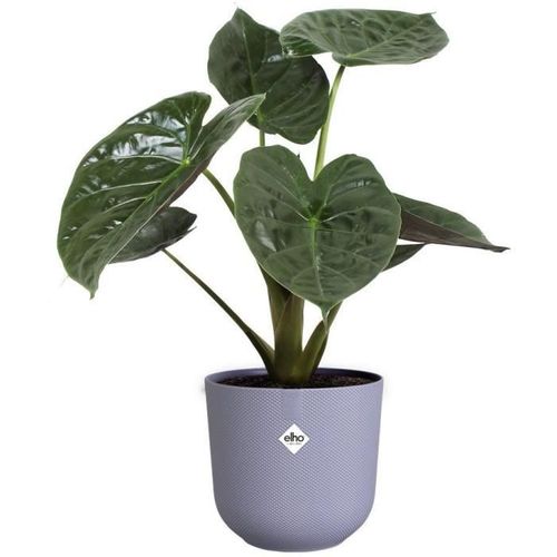 Lot De 3 Pots De Fleur Rond jazz - Ø14xh13,1, Ø16xh15,3, Ø19xh17,6 Cm - 7 L - Lila Et Blanc