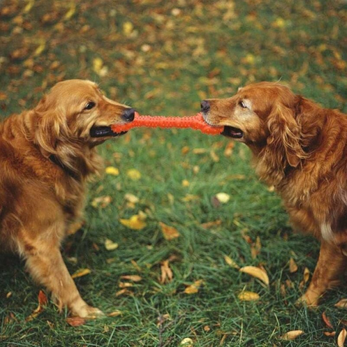 Jouet Pour Chien Indestructible Pour Les Macheurs Agressifs De Grande Race, Jouets à Macher Solide