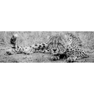 Tableau Sur Toile Fauve Noir Et Blanc 30x97 Cm