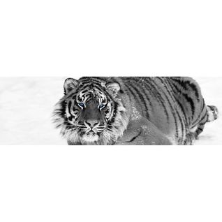 Tableau Sur Toile Tigre Au Regard Bleu 30x97 Cm