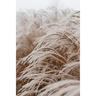 Tableau Sur Verre Synthétique Champ Gelé 80x120 Cm