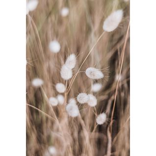 Tableau Sur Toile Chatons 65x97 Cm