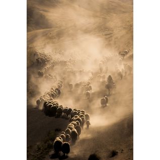 Tableau Sur Toile Troupeau 45x65 Cm