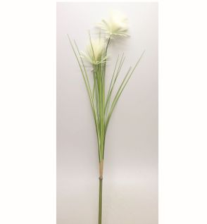 Papyrus tige plumeau H113  Vert et blanc