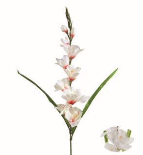 Glaieul tige 7 fleurs H. 80 cm  Blanc