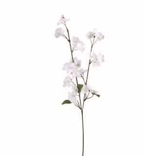 Pommier tige H. 75 cm  Blanc