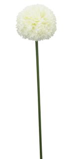 Allium tige H. 72 cm  Crème